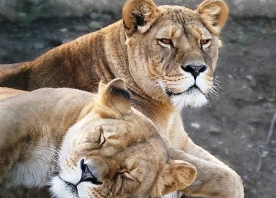 Košická ZOO zatiaľ ostáva otvorená pre zaočkovaných a tých, ktorí COVID-19 prekonali