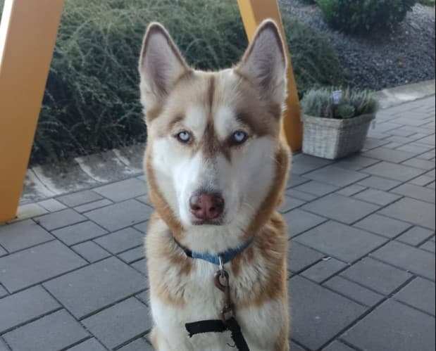 Čo by ste mali vedieť, ak vlastníte psa? Toto sú vaše povinnosti