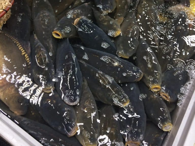 Kapry na Vianoce prežívajú bolesť a stres, tvrdí petícia o kaprom pekle