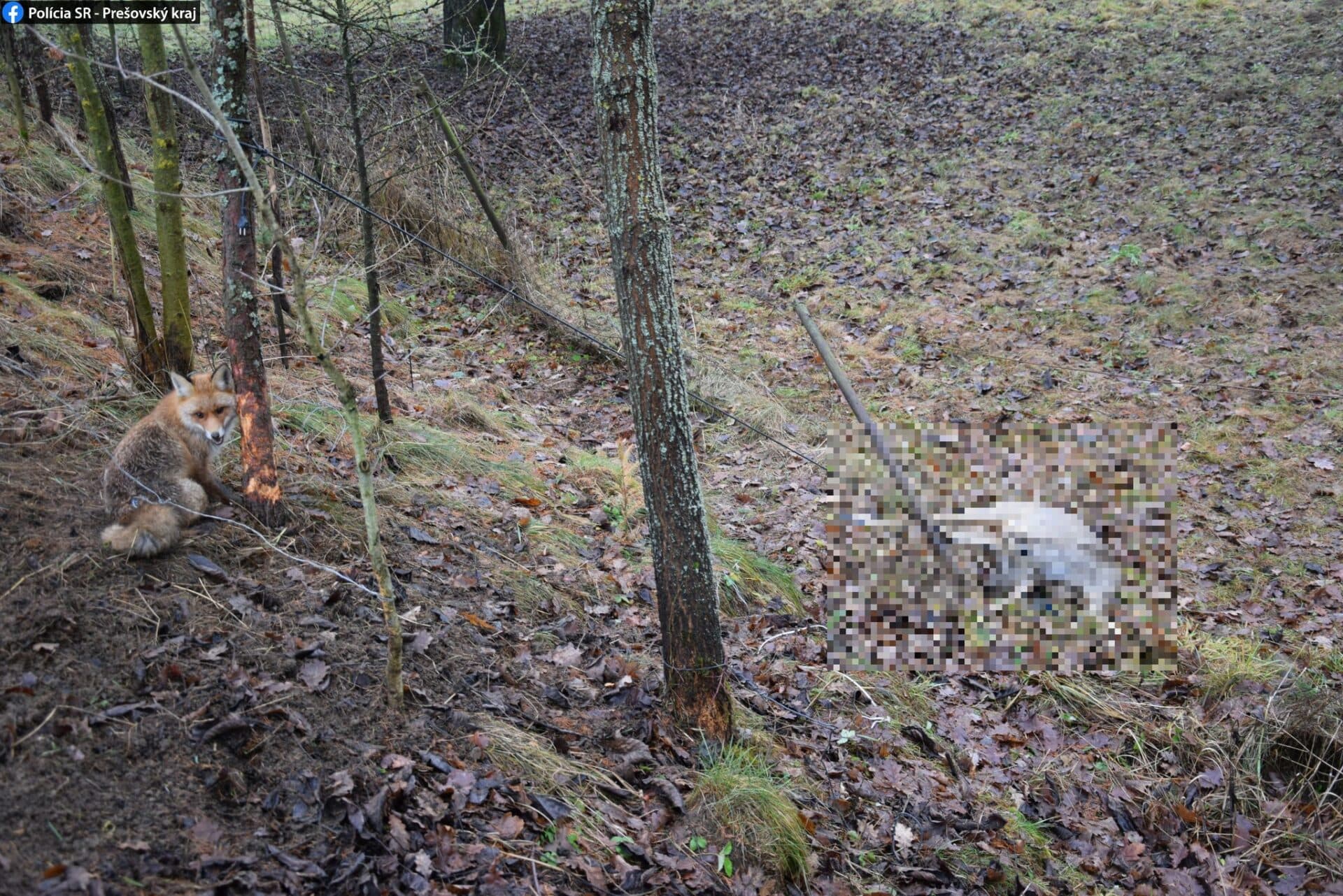 Pytliactvo priamo na dvore rodinného domu. Káblom trápil srnu a líšku