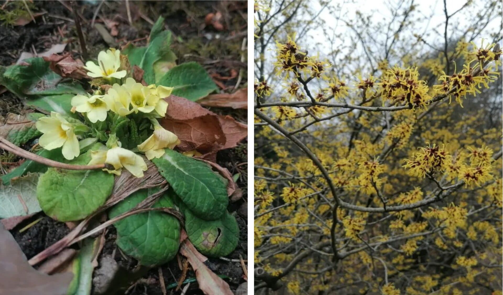 Botanická záhrada v Košiciach sa sfarbila dožlta