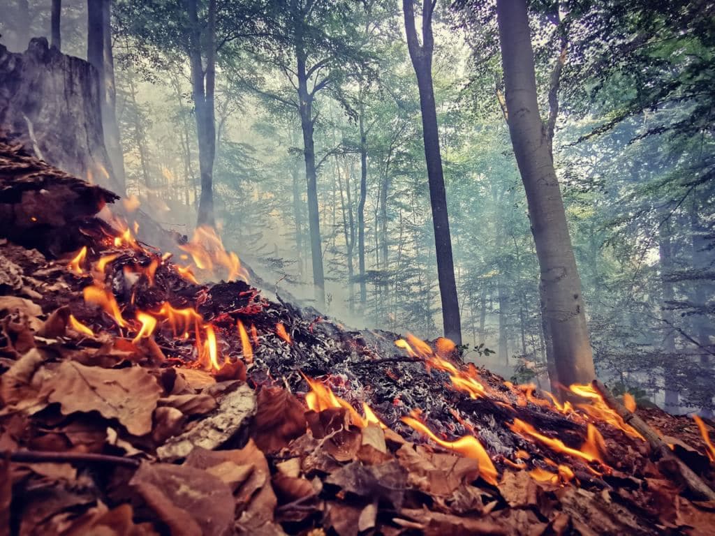 POZOR! Od tohto dňa skončí zákaz vstupu do lesov