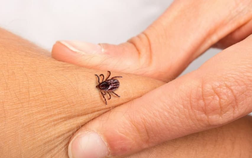 Hygienici upozorňujú na nárast počtu prípadov kliešťovej encefalitídy