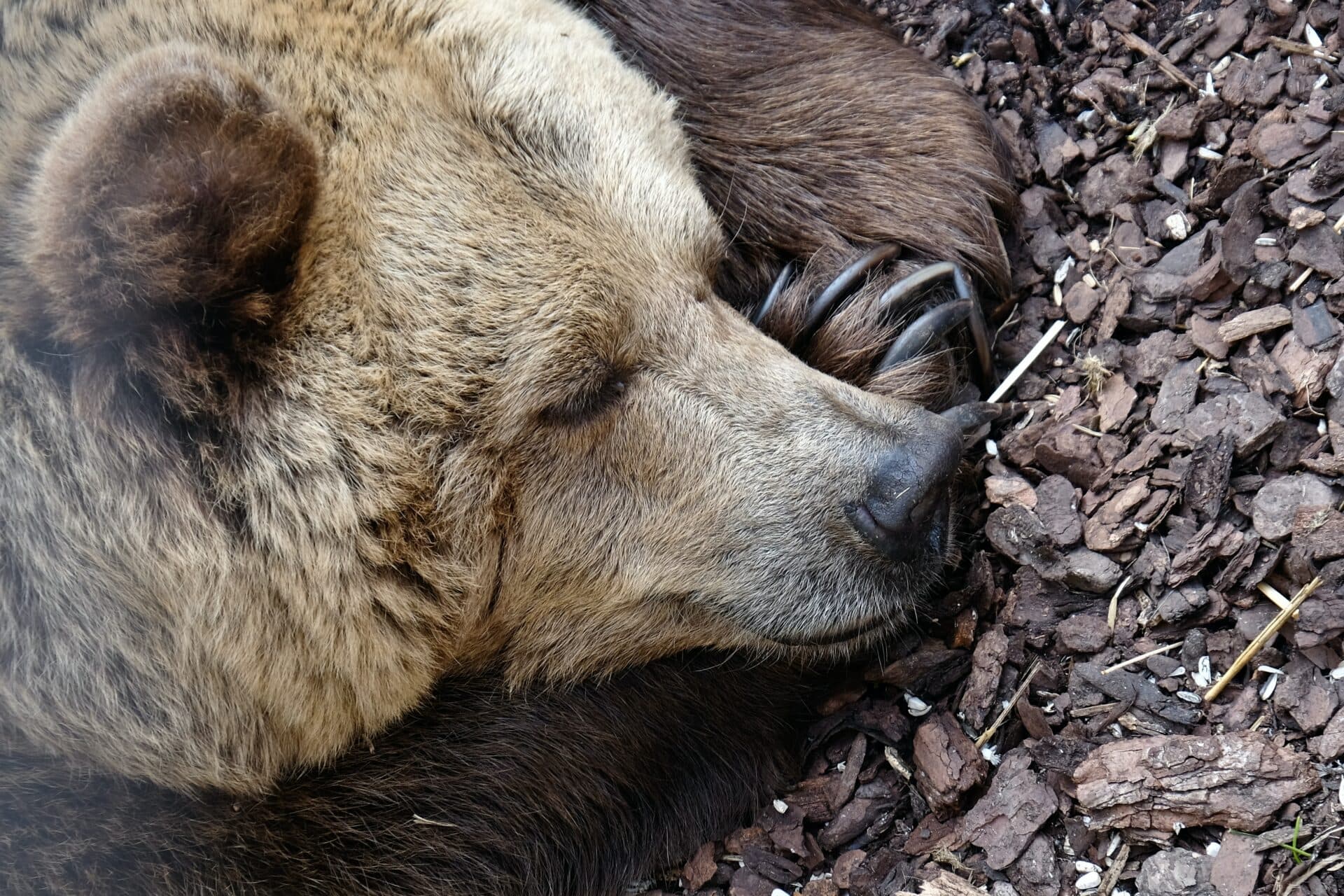 Hubári, majte oči na stopkách