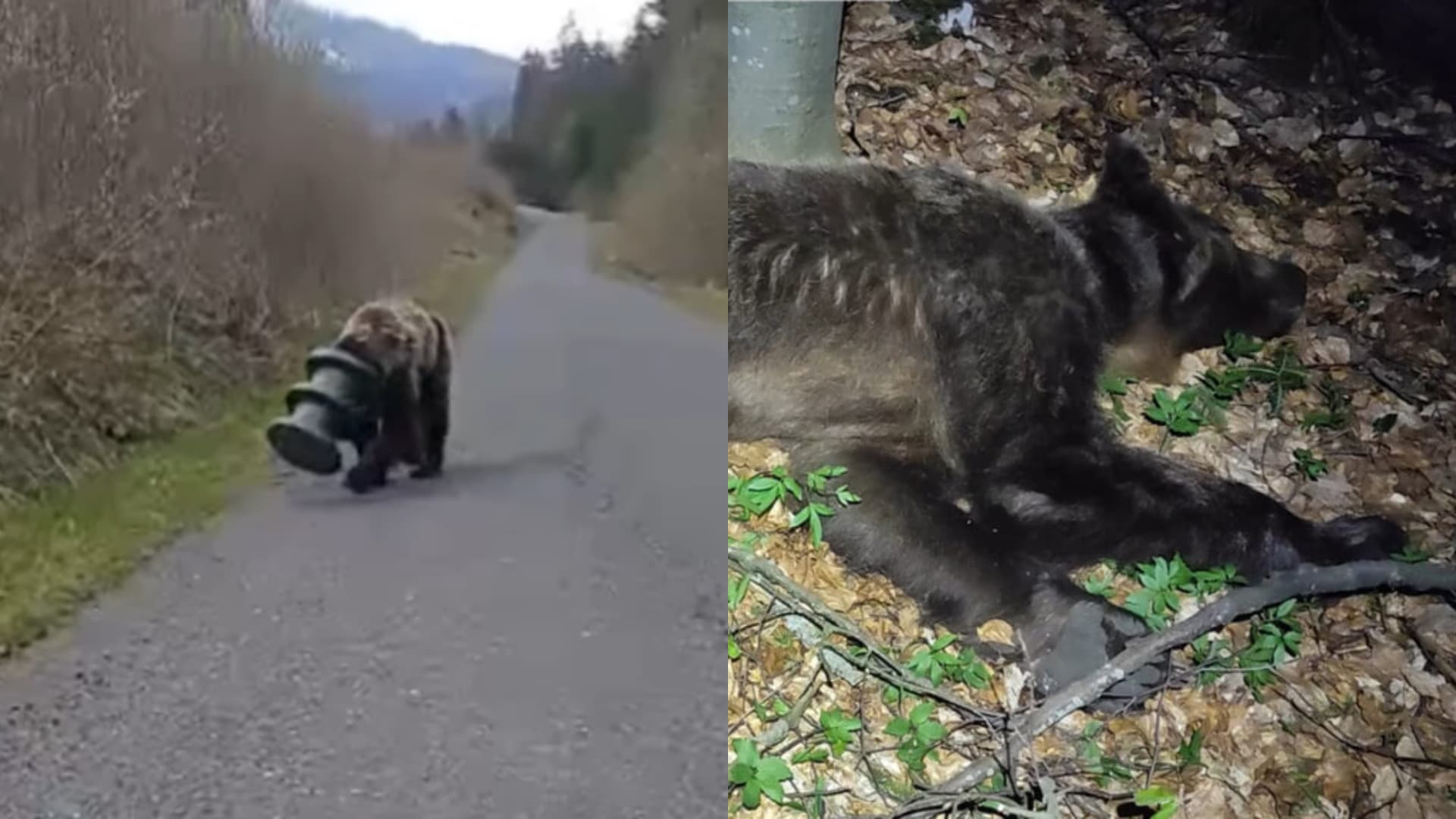 Pátranie so šťastným koncom. Medveď chodil 17 dní so zaseknutým valcom na hlave (VIDEO)