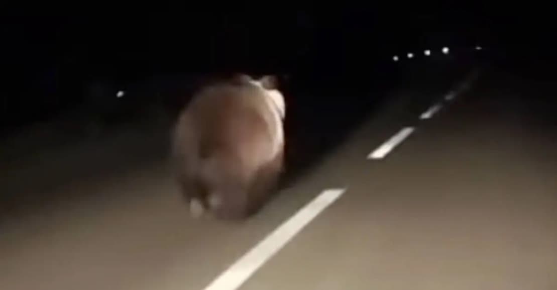 Vodič v okrese Rožňava natočil MEDVEĎA NA CESTE (VIDEO)