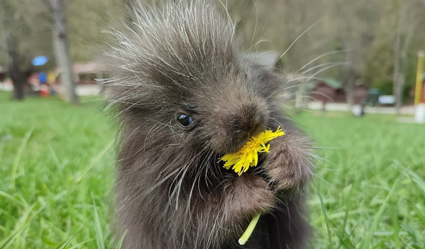 V košickej zoo sa prvýkrát narodil urzon, pribudlo aj pár vzácnych zobákorožcov
