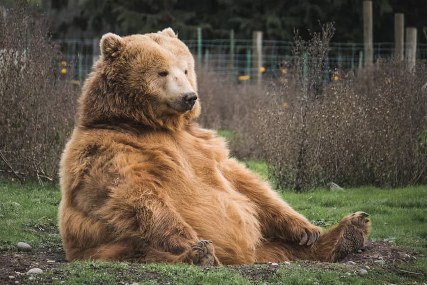 Zoologické záhrady očkujú zvieratá proti koronavírusu