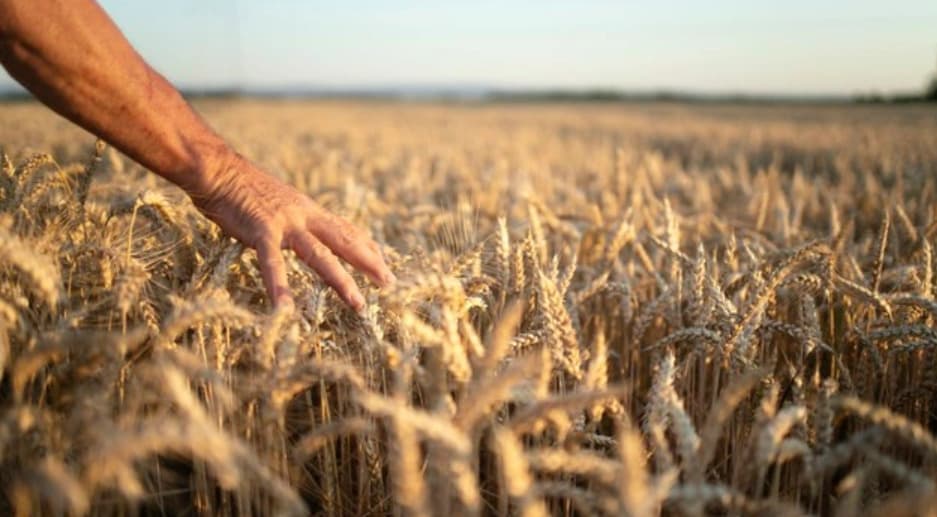 Extrémne sucho ničí úrodu, farmári avizujú pokles úrodnosti o viac ako polovicu