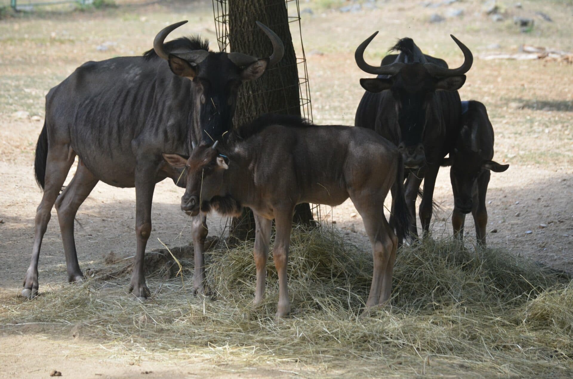 V ZOO Košice pribudli ďalšie mláďatá (FOTO)