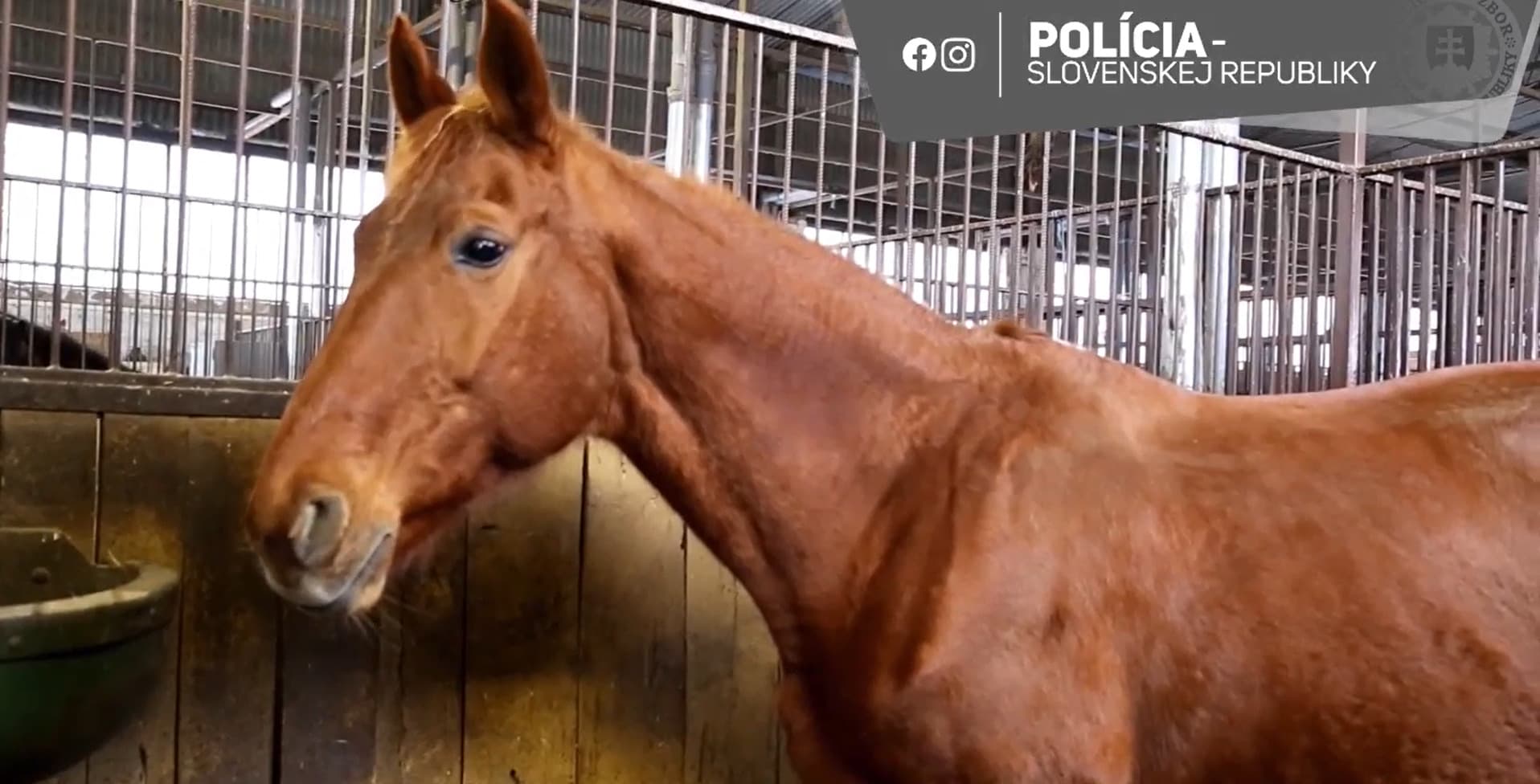 Najstaršia košická služobná kobyla Patrona odchádza do policajného dôchodku