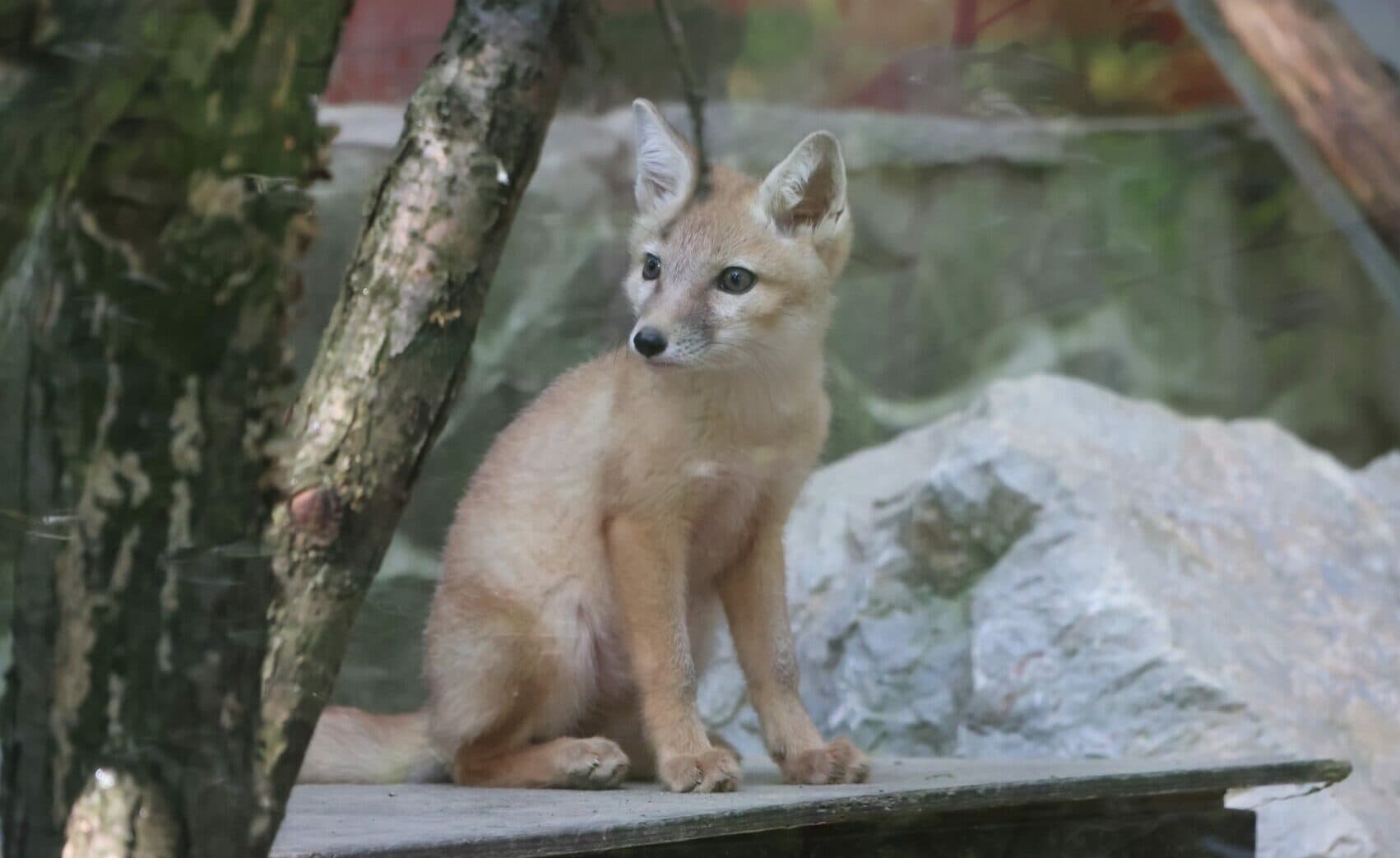 V ZOO Košice sa od začiatku roka narodili desiatky mláďat, ide o jednu z najväčších zoo v strednej Európe