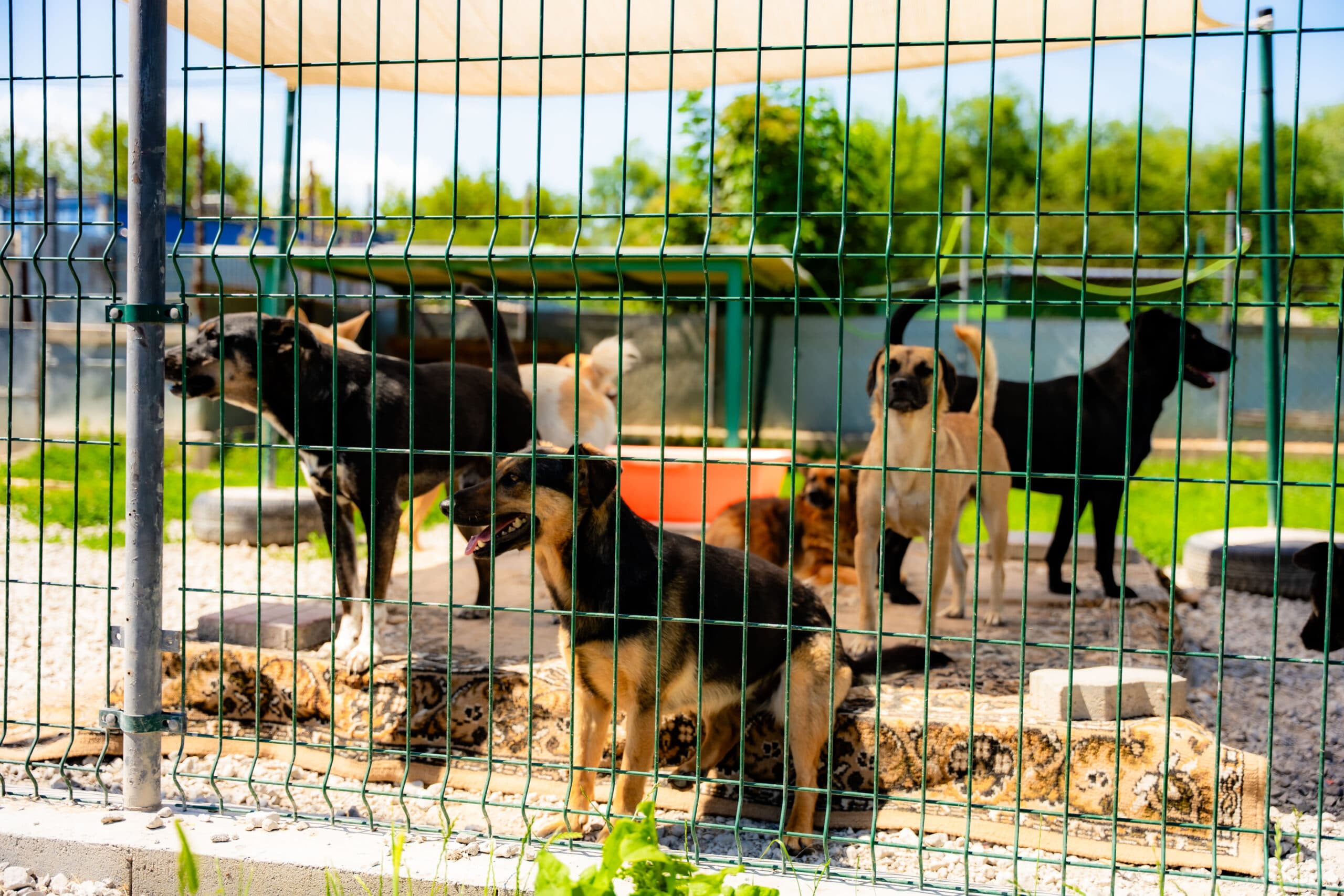 V zbierke mesta obyvatelia vyzbierali vyše tonu potrieb pre psov a mačky